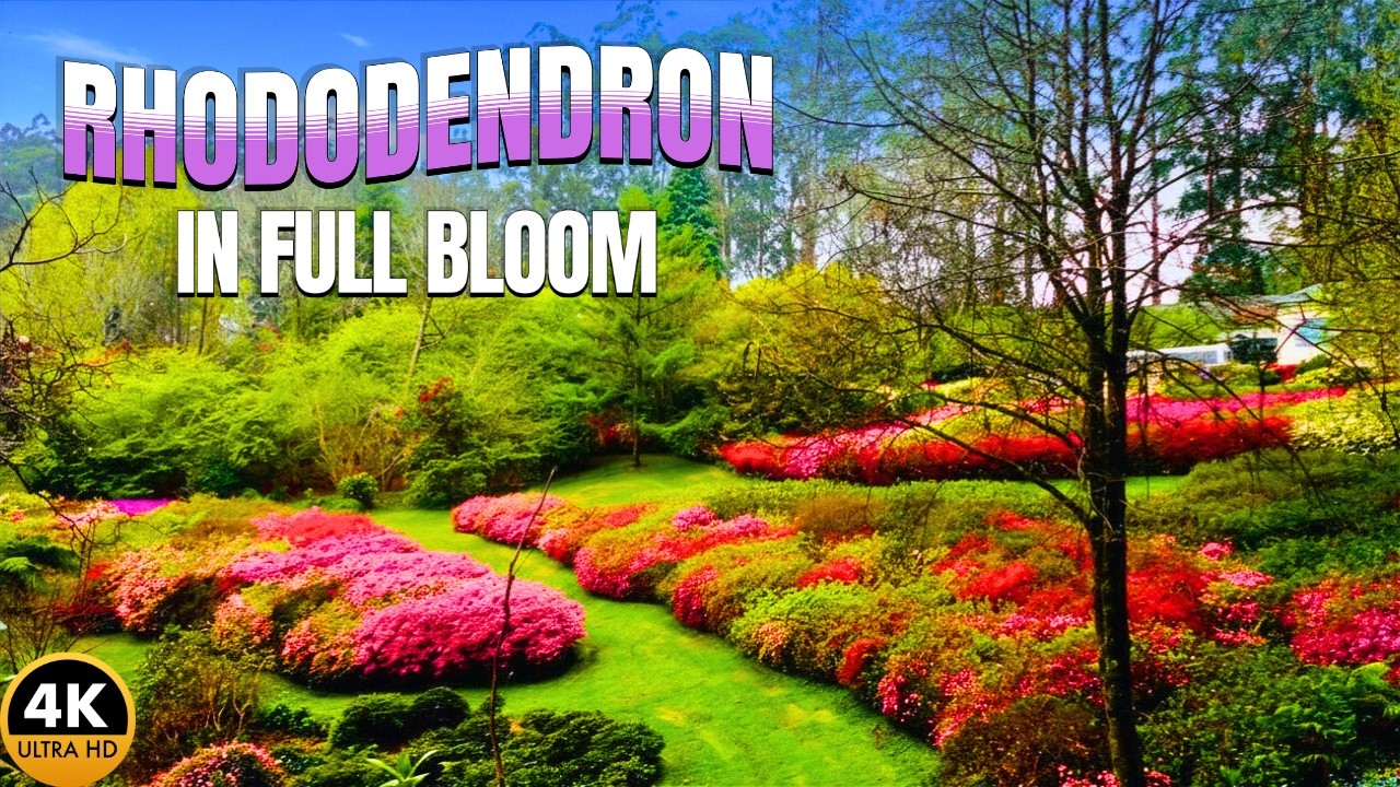 Amazing Walk through Stunning Rhododendron Garden in Spring| Dandenong Ranges Botanic Garden| ASMR