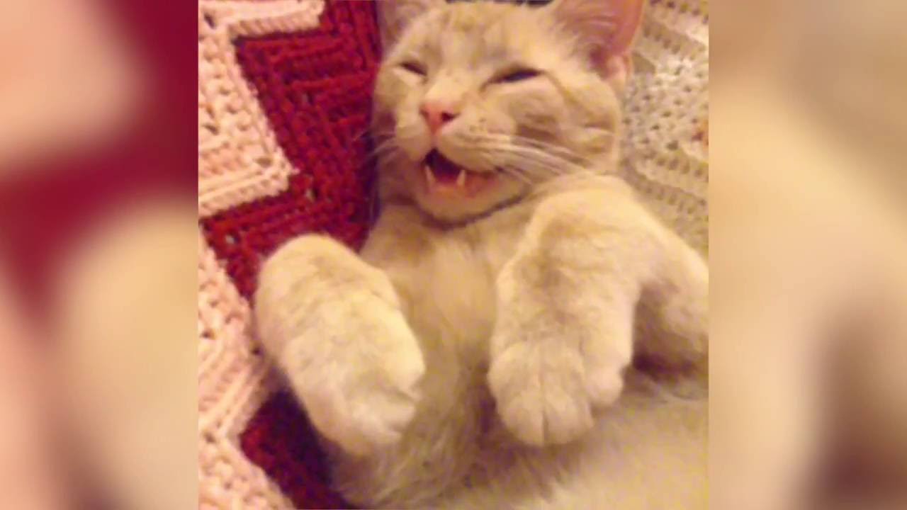 The best compilation cats are sneezing 2016 #2