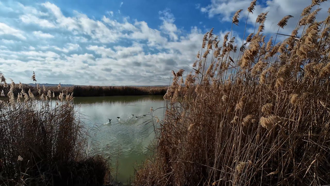 Reeds & Lake Birds 🦆 Peaceful Nature Walk | 4K ASMR No Talking #ASMR  #Lakeside #RelaxingSounds #4K