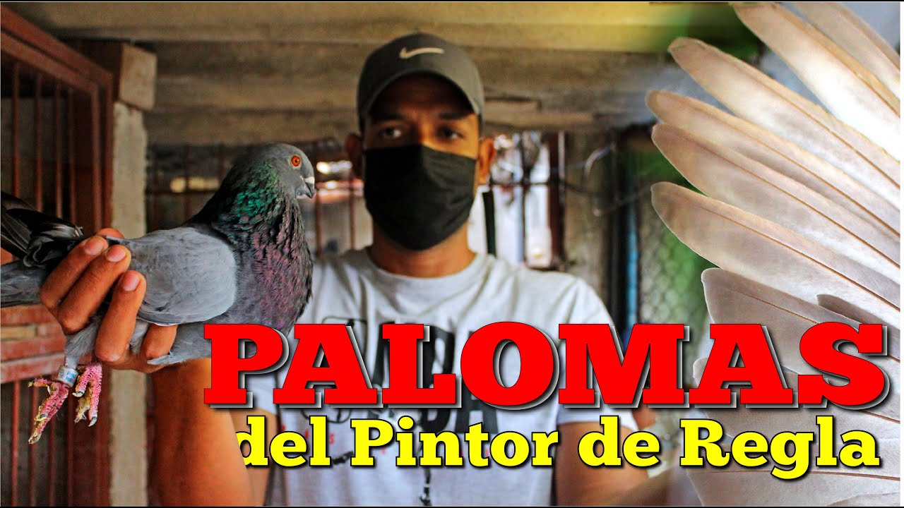 Palomas de Mijaíl, 