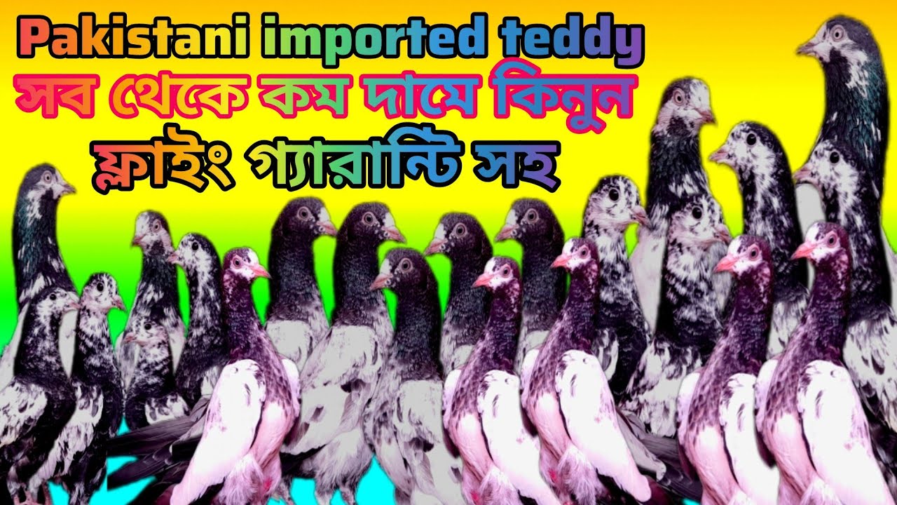 Pakistani Teddy kabootar ইমপোর্ট ব্লাড লাইনের বেবি ও রানিং পেয়ার কিনুন সব থেকে কমদামে গ্যারান্টি সহ