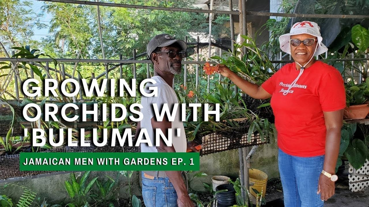 Bulluman's Passion for Growing Orchids: Jamaican Men With Gardens Ep.1