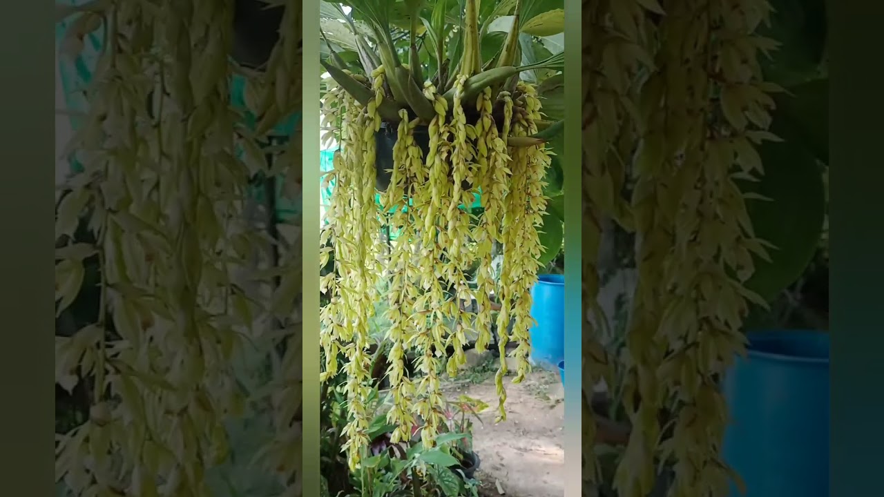 anggrek coelogyne rochussenii berbunga Rimbum 