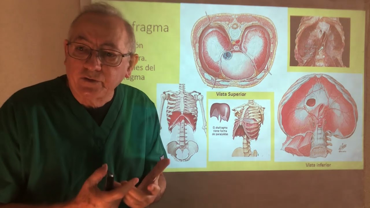 Parálisis Diafragmática. Anatomia y función del diafragma