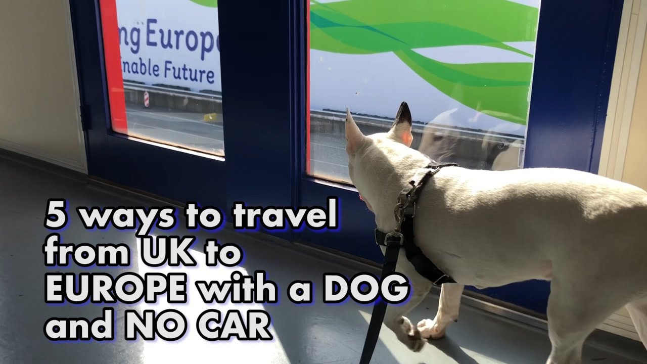 Five PET FRIENDLY ways to travel from the UK to EUROPE with NO CAR