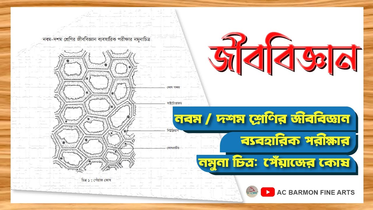 Class 9 -10 Biology practical Drawing | পেঁয়াজ কোষ পর্যবেক্ষণ  | Biology diagram drawing