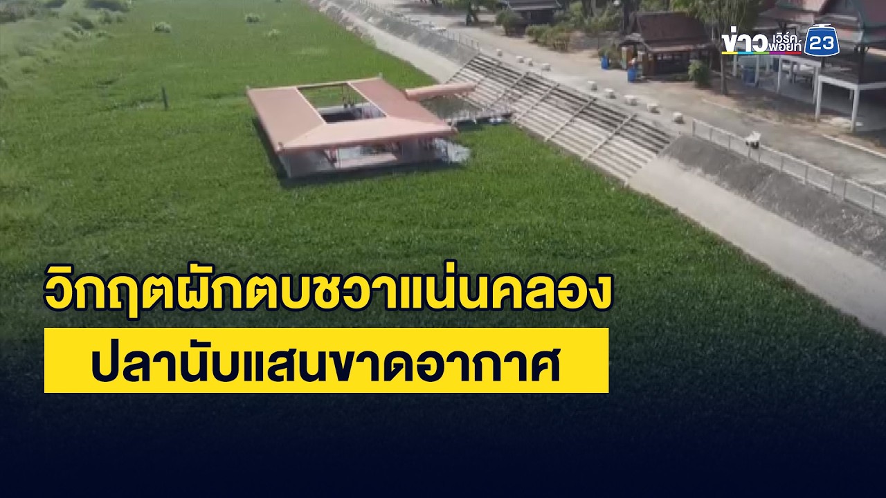 วิกฤตผักตบชวาแน่นคลอง ปลานับแสนขาดอากาศ