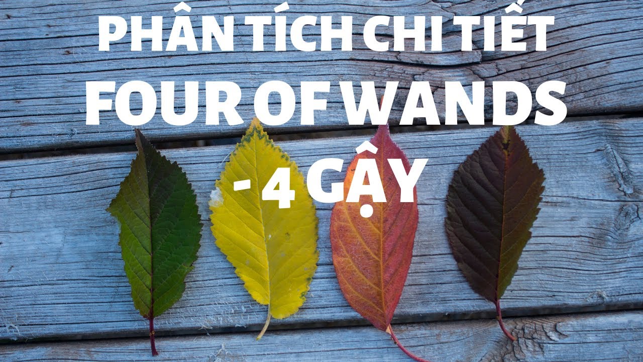 TỰ HỌC TAROT - Four of Wands/4 Gậy- Hướng Dẫn Chi Tiết