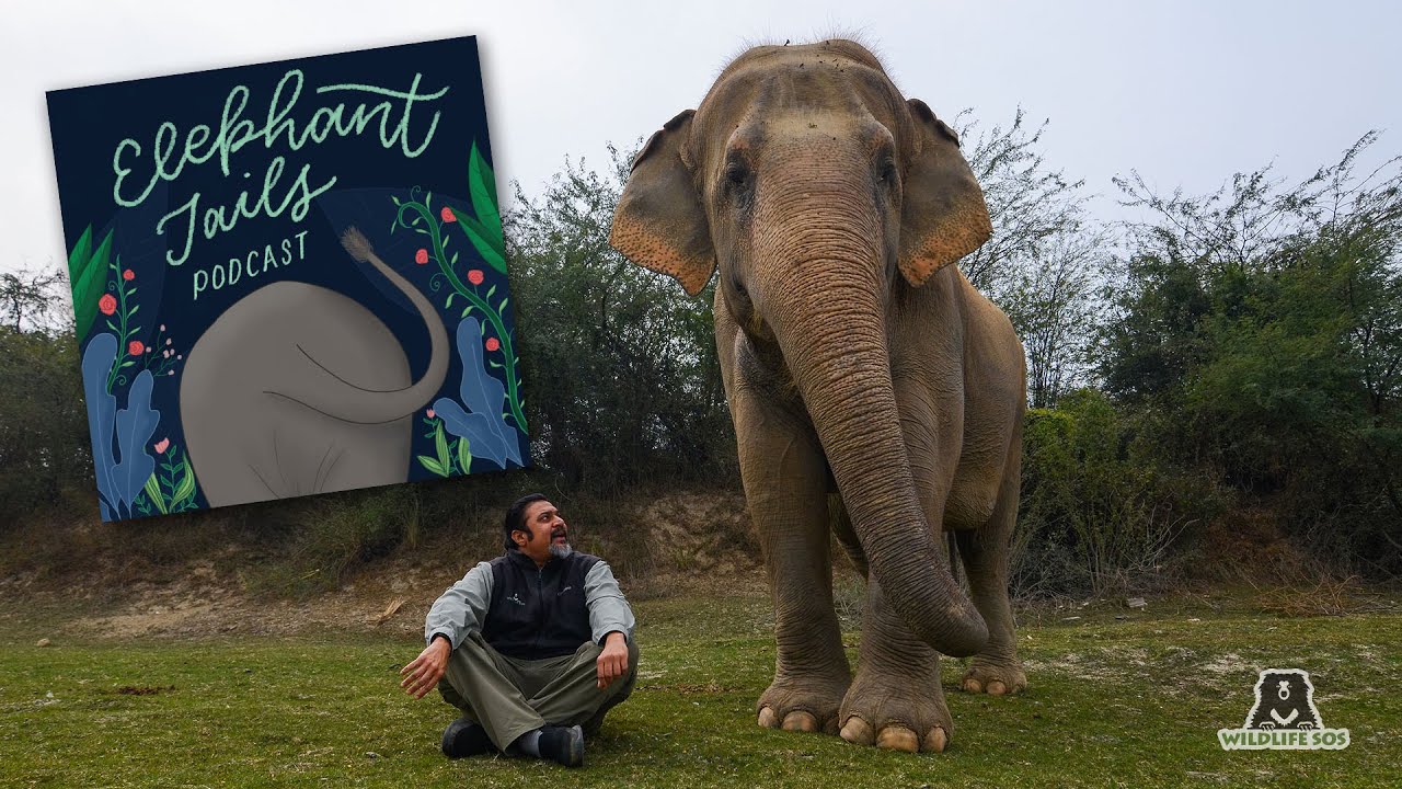 Elephant Tails EP1: The Founding of Wildlife SOS