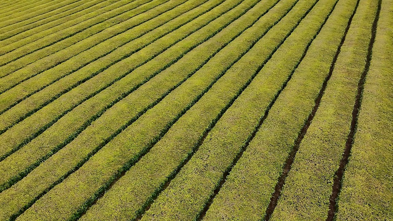 🌿 Azores Day 3 — Tea, Steam & Scenic Views