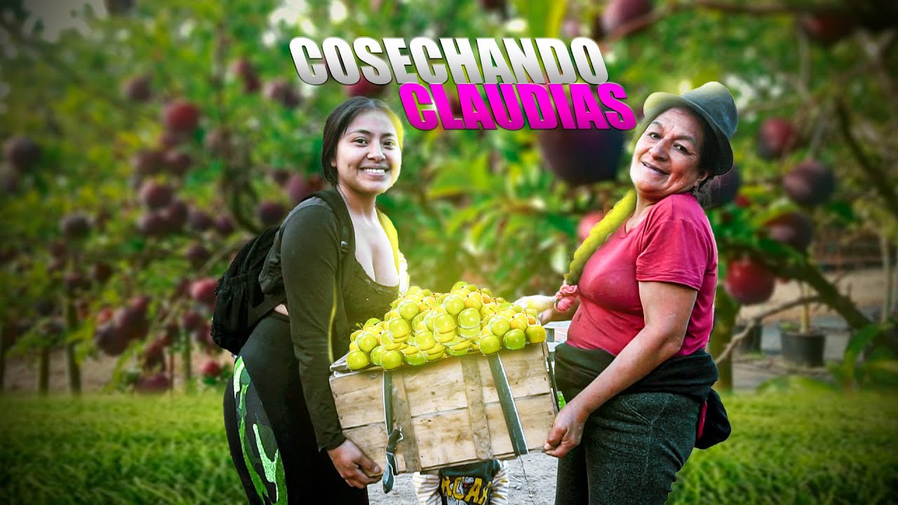 EN COSECHA DE CLAUDIAS CON MI NUERA Y MI NIETITO | Señora Marianita Ft. Elvia Maji