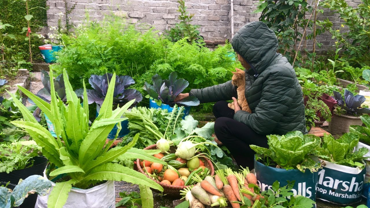 Mùa Đông Ở Vườn Có Gì Để Thu Hoạch? - What Can We Harvest in the Winter Garden?
