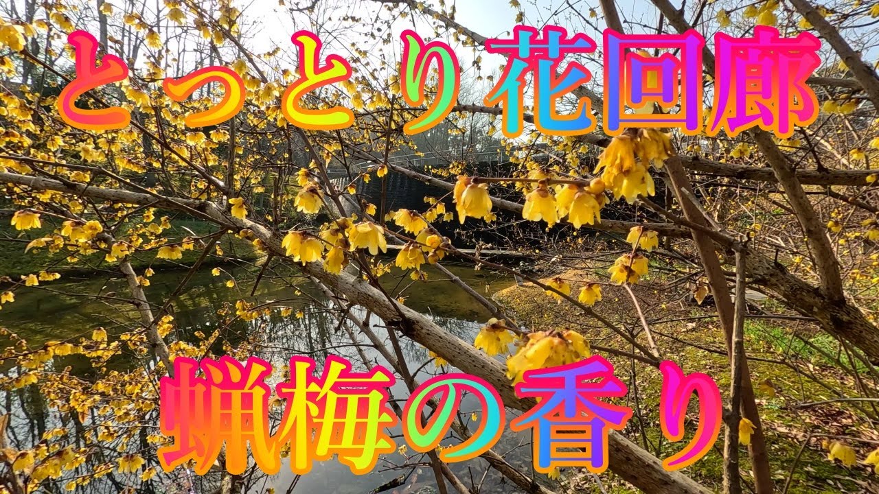 冬の季節 1月16日 金曜 晴れ 花の香園 #とっとり花回廊 蝋梅の香り 日本 鳥取県西伯郡南部町鶴田 レストラン花かいろう @WalkingYoshi