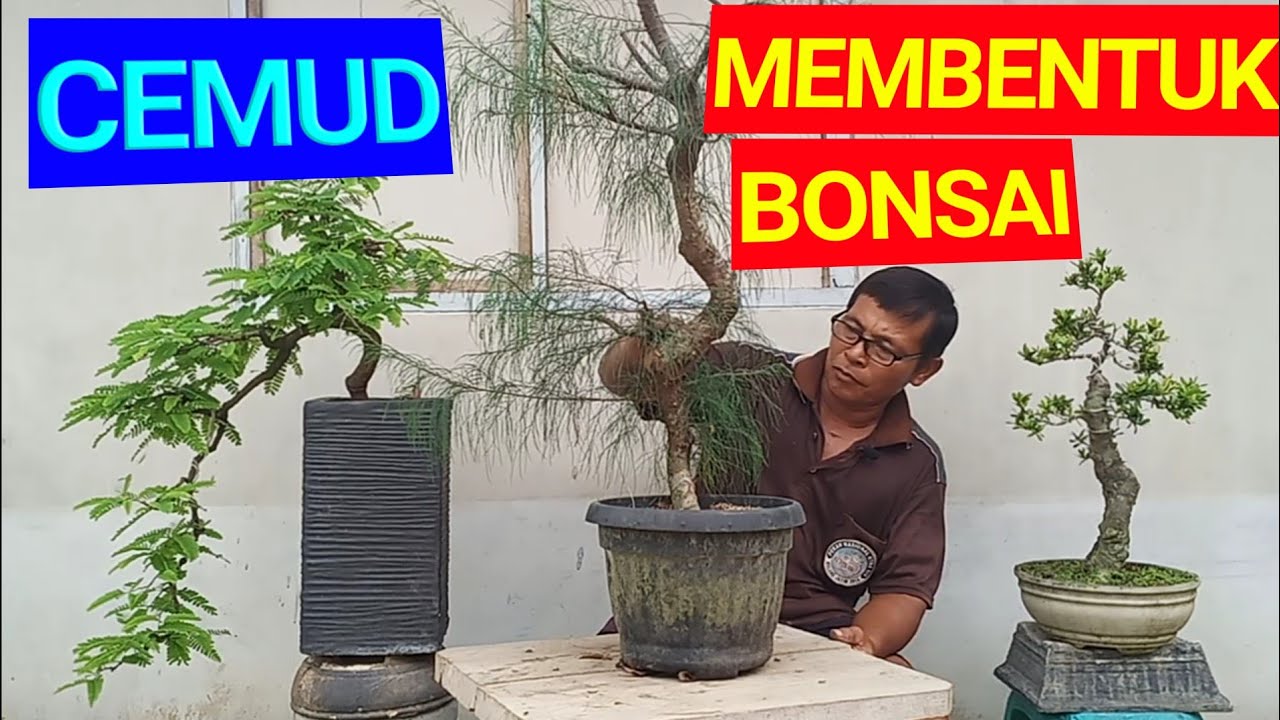Tips untuk MEMBUAT bonsai CEMARA UDANG