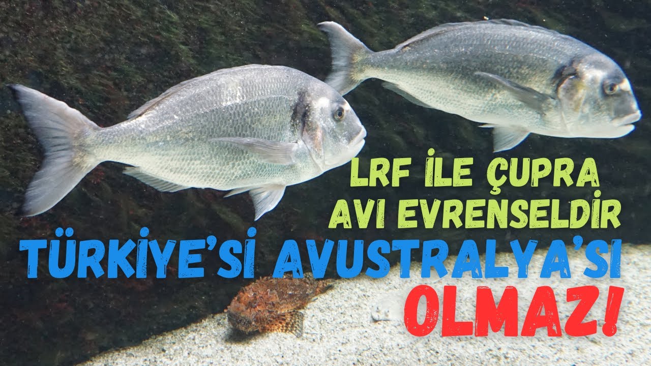 LRF ile Çupra Avı Evrenseldir: Türkiye'si Avustralya'sı olmaz!
