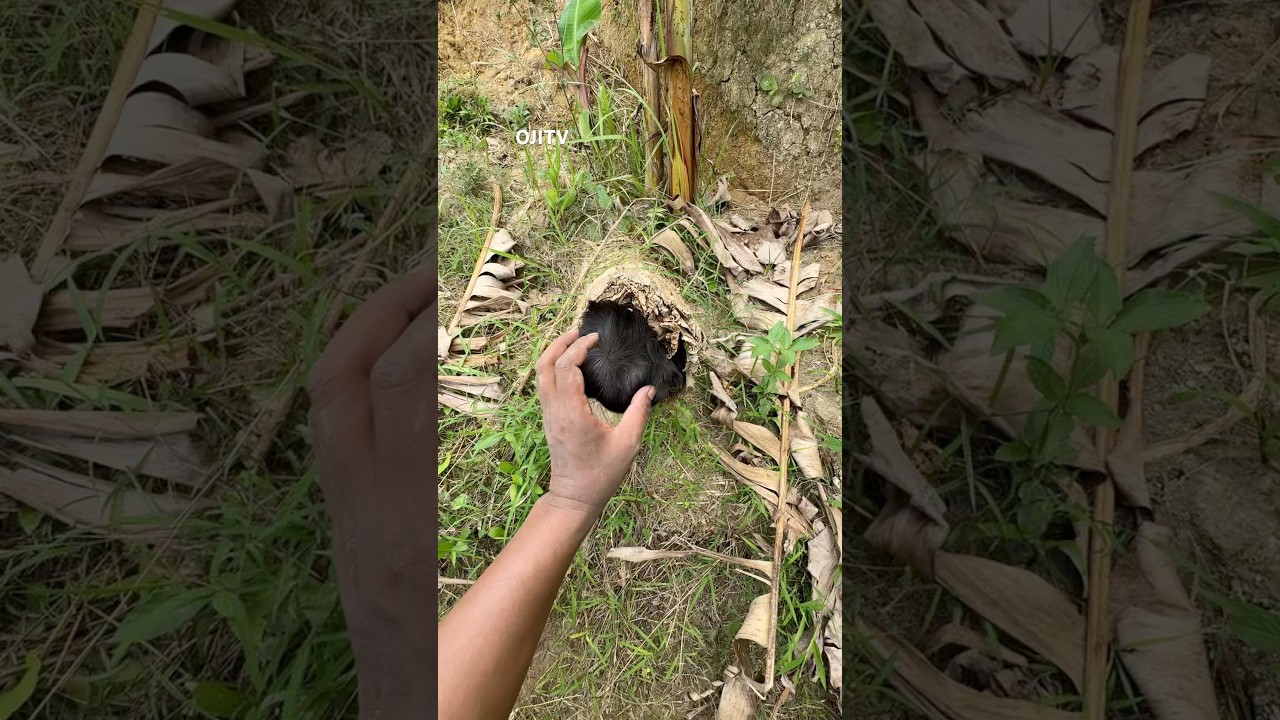 Strange animal black waena #viral #nest #explore #nature #birds #wildlife #birdingparadise #animal