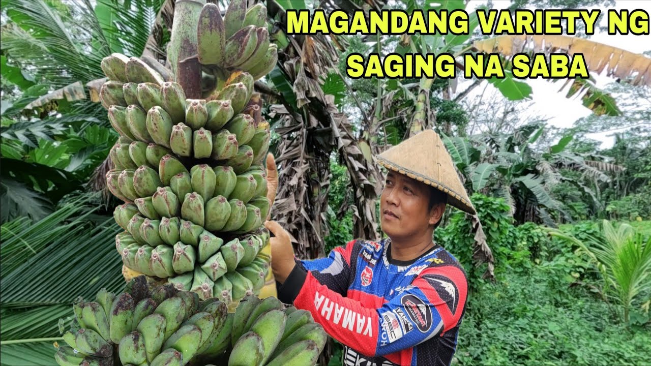 Unang Harvest ng Saging davao Variety sa Punuang ari..Pagtatanim ng mais at Lagikway