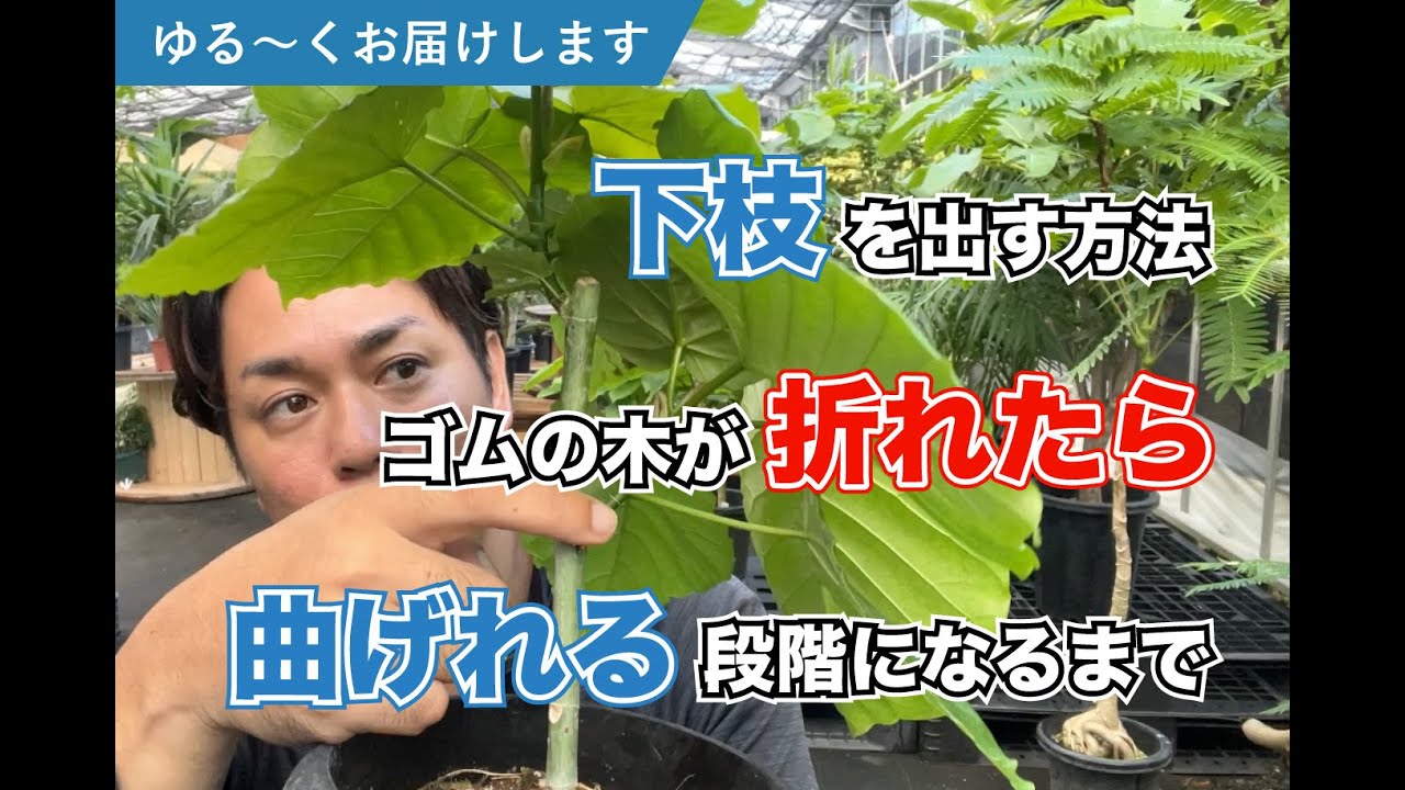 【ゆる〜く】質問にお答えします【観葉植物】【ゴムの木】【曲げ】