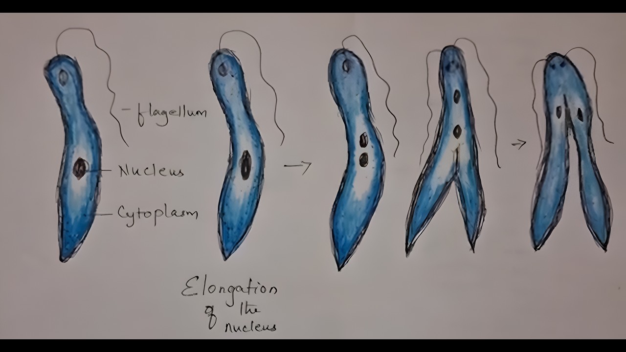 Leishmania - asexual reproduction (class -10)
