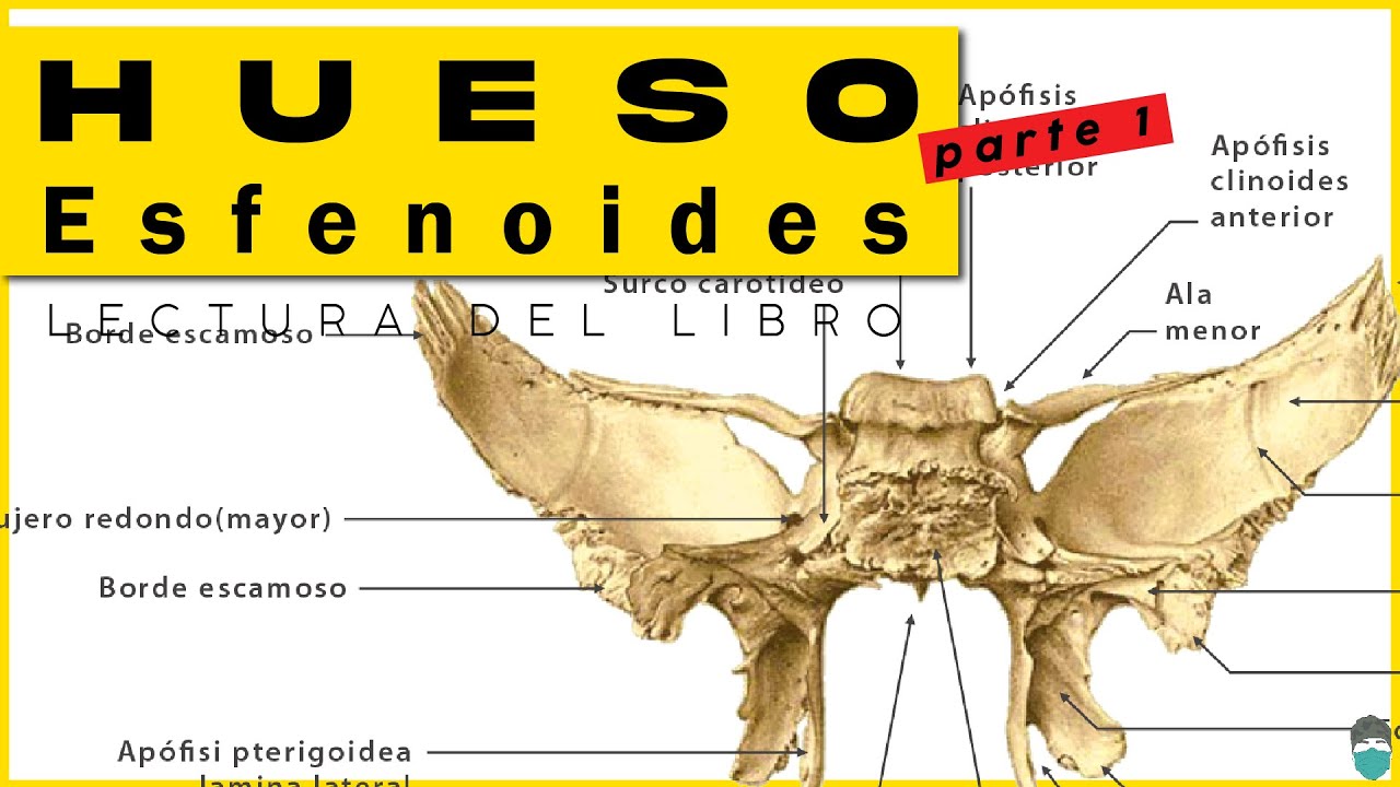 Hueso Esfenoides - Libro Rouvière (PARTE 1/2)