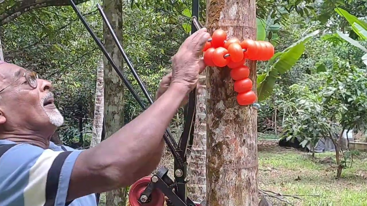 Wonder Climber, Arackanut Cutter