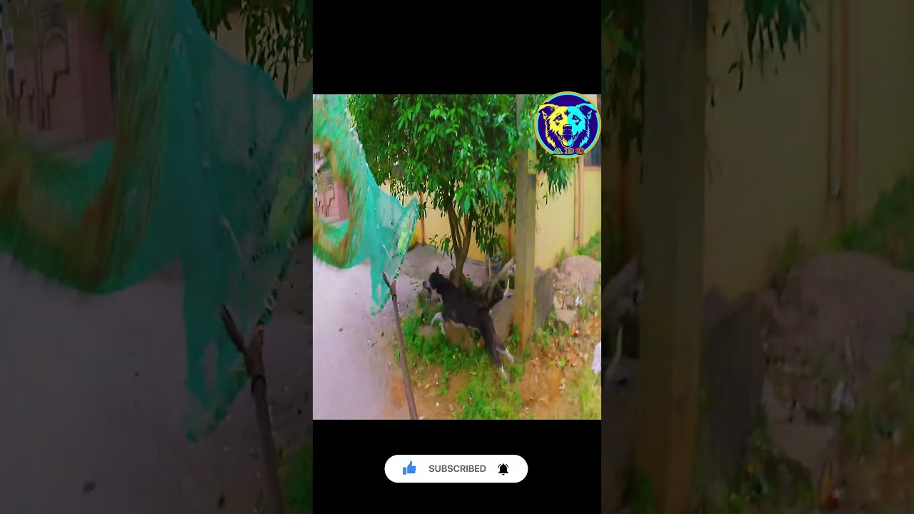 Funny dog rescue 😆😆🛟 #shorts