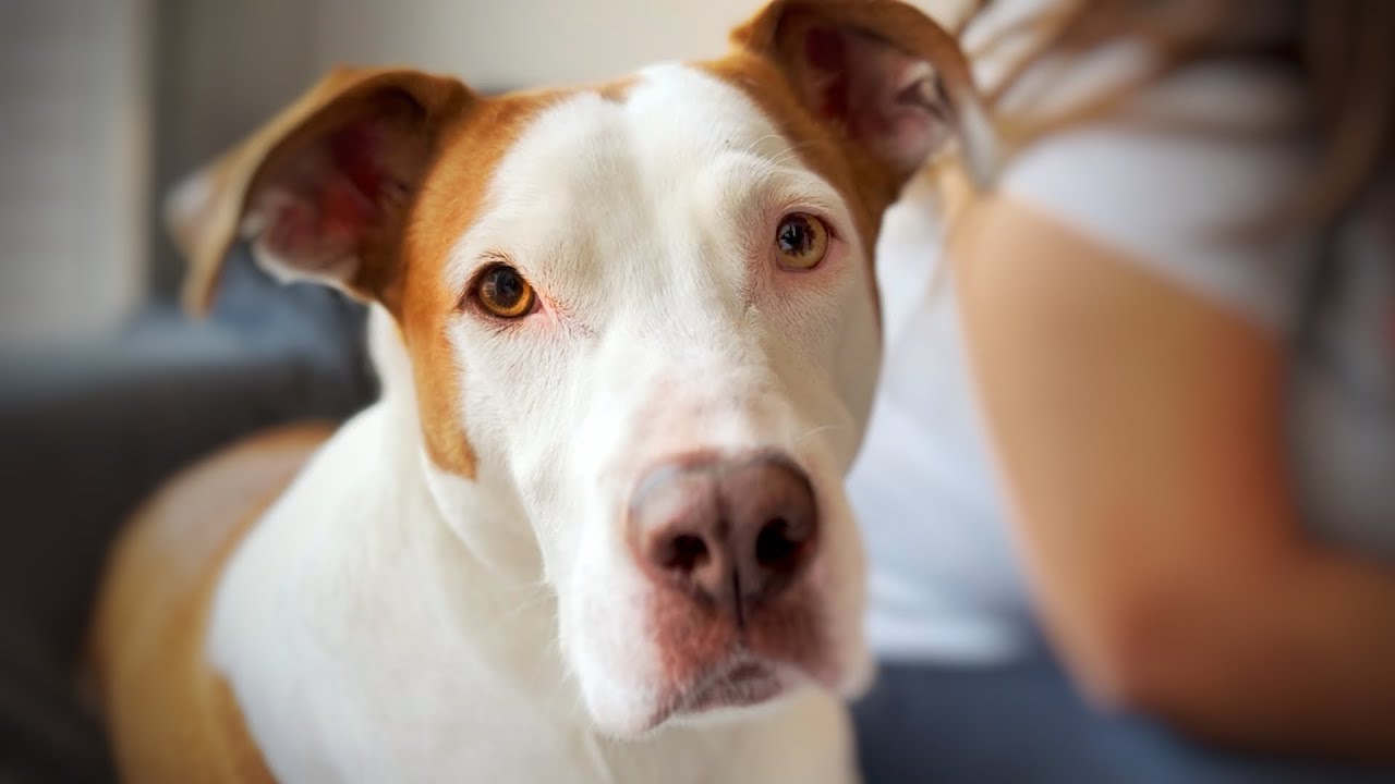 Conoce a la Familia de Let&rsquo;s Adopt !! (1a parte)