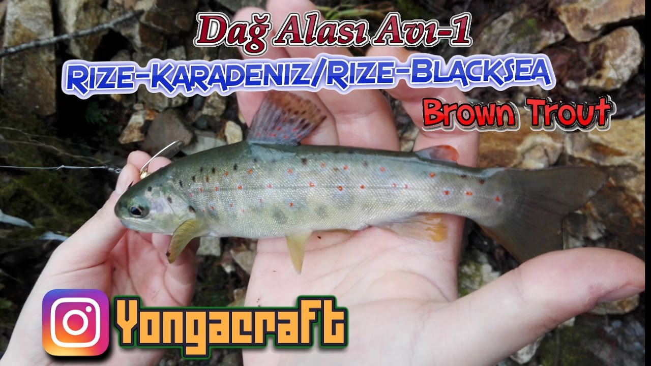 Kırmızı Benekli Dağ Alası Avları 1- Rize/2017--Brown Trout Fishing Episode-1
