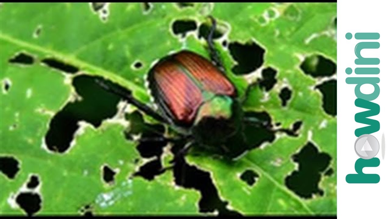 Organic pest control - Natural bug and insect repellents