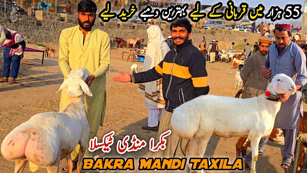 Bakra Mandi Taxila Friday Latest Update 27 February 2026 | Naseeb Ka Soda 😊 