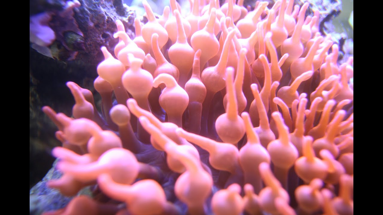 Nemo kuschelt mit Anemone (Kupferanemone - Quadricolor entacmaea - Bubble Tip)