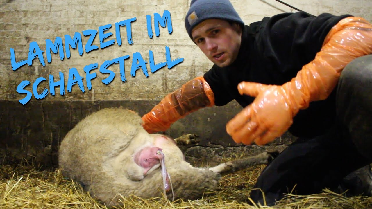 Lammzeit im Schafstall | Eine Geburt beim Schaf | DEICHVLOG #15