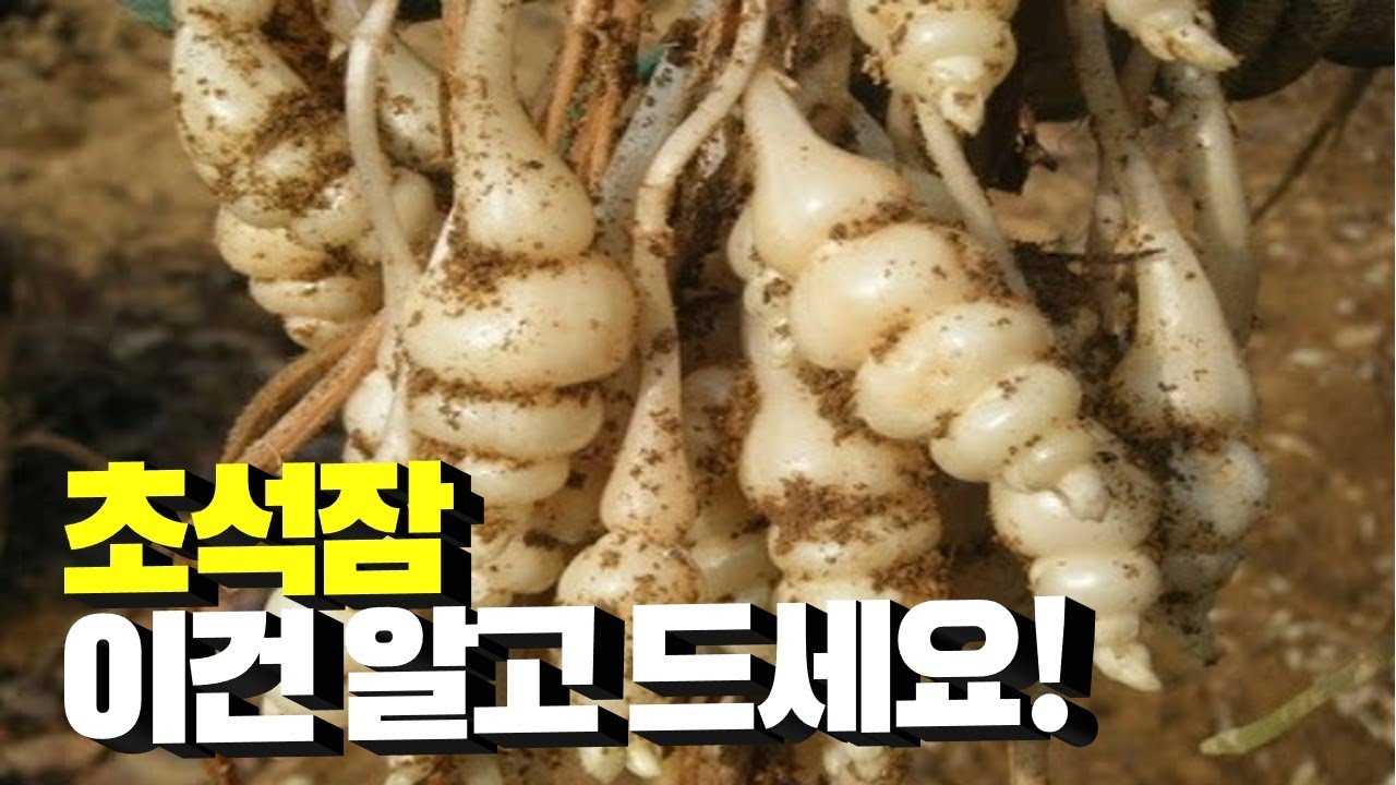 초석잠 이것만은 알고 드세요! 효능, 부작용, 먹는법, 하루권장섭취량까지 싹 다 알려드립니다!