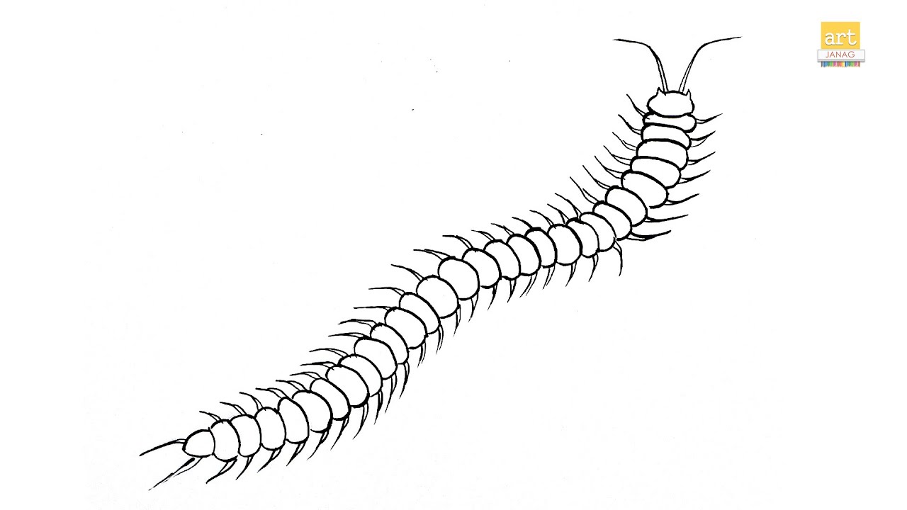 How to draw A Centipede animal II Centipede drawing Easy II part 01 II #artjanag