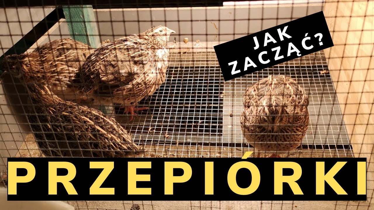 Jak zacząć hodowlę przepiórki - poradnik - ABC hodowli - cz.1 #1 #Quail farming