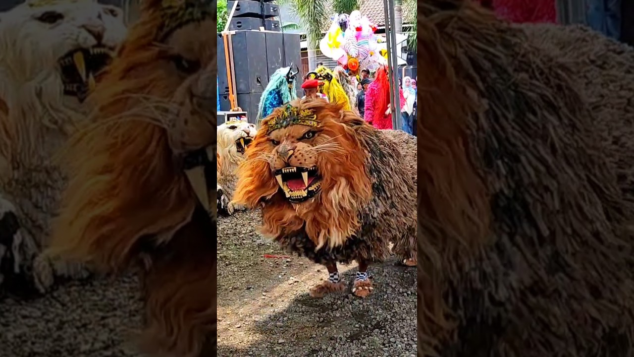 Atraksi can macanan Singo Raung