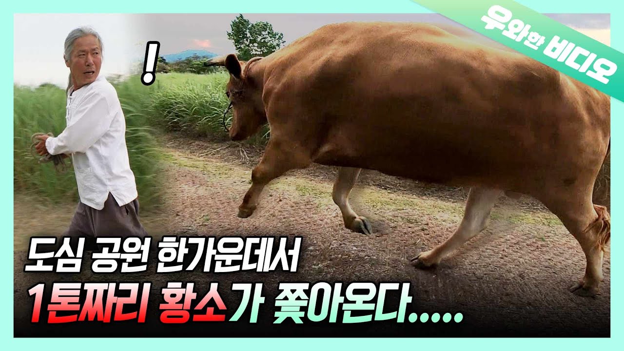 도심 공원 한가운데서 황소한테 추격당하는 한 남자😱┃A Man Who Is Chased After a Bull in the Middle of Park 😱