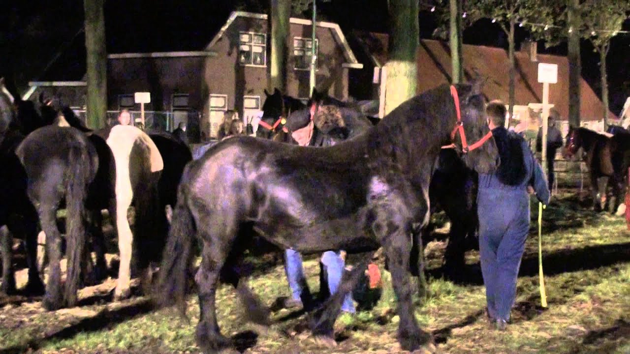 Friezen in paniek tijdens uitladen Paardenmarkt Zuidlaren 2015