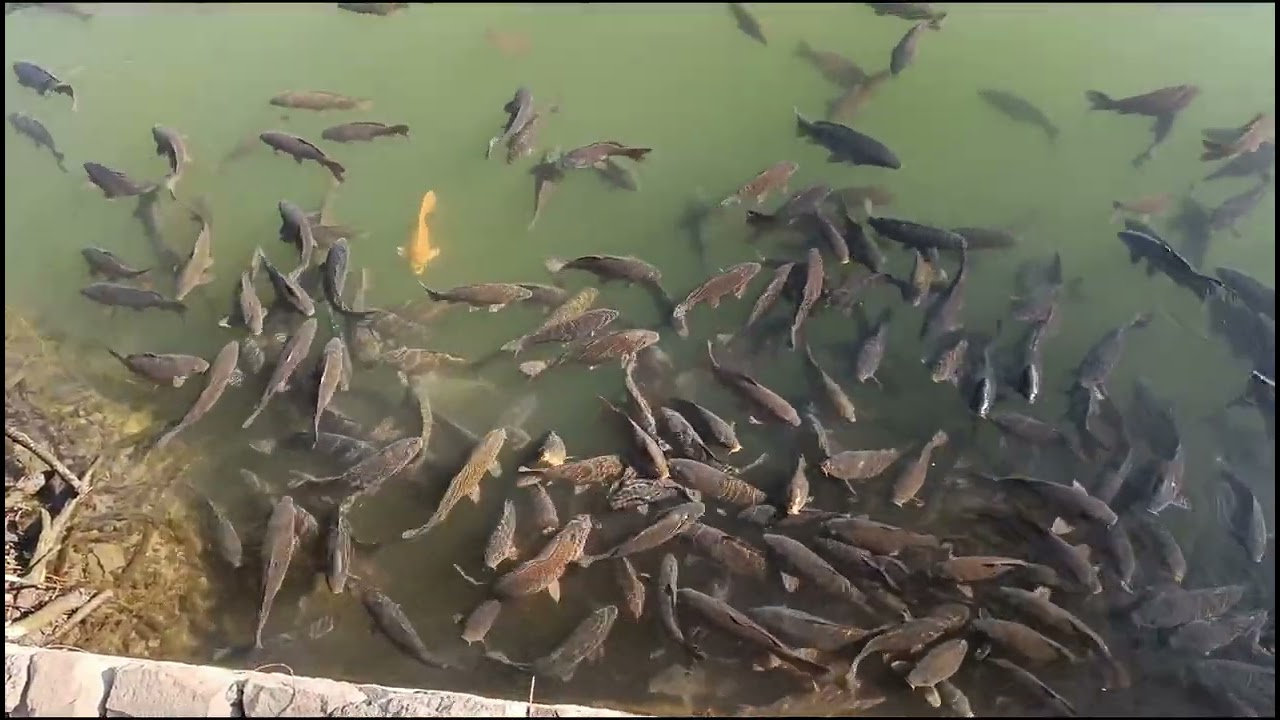 Fish here , Fish there, fish everywhere.
