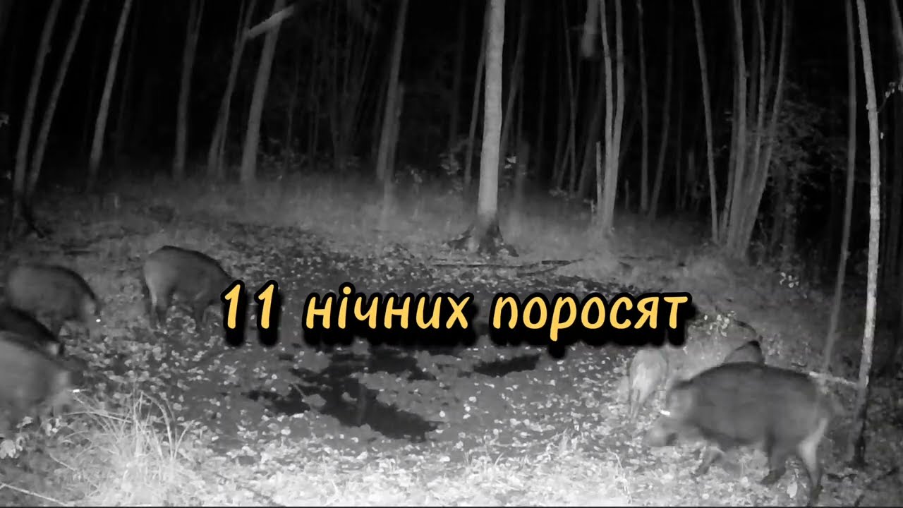 Кабани прийшли купатись. Нічне життя тварин в лісі. Зйомка на фотопастку. Полісся 