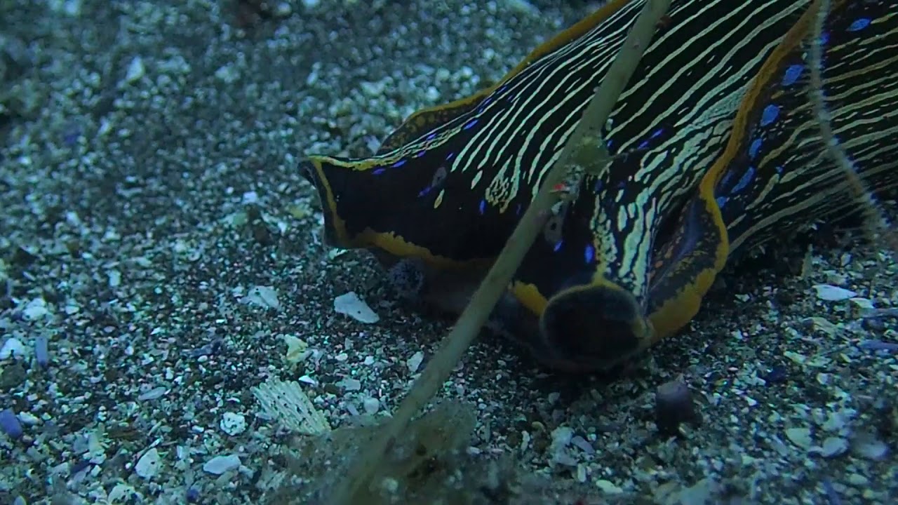 Navanax at Anacapa 1