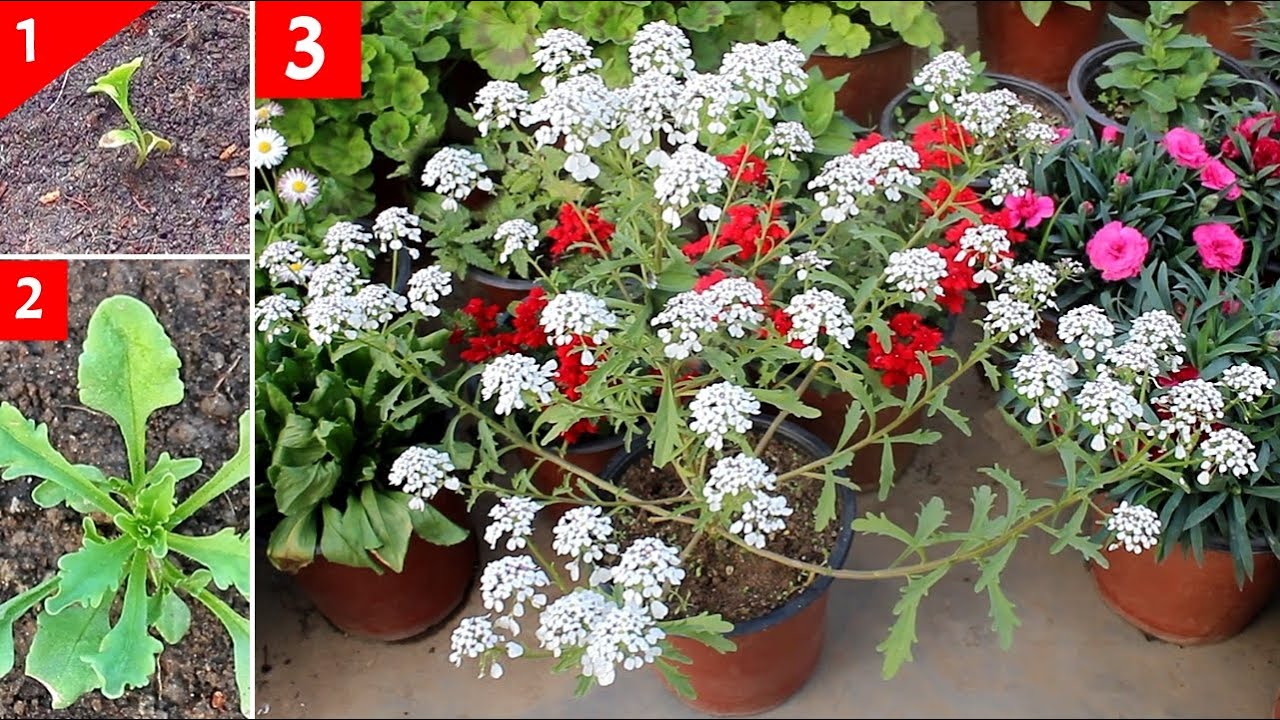 KNOW HOW To GROW Candytuft From SEED With All CARE Tips [SEEDS to Flower]