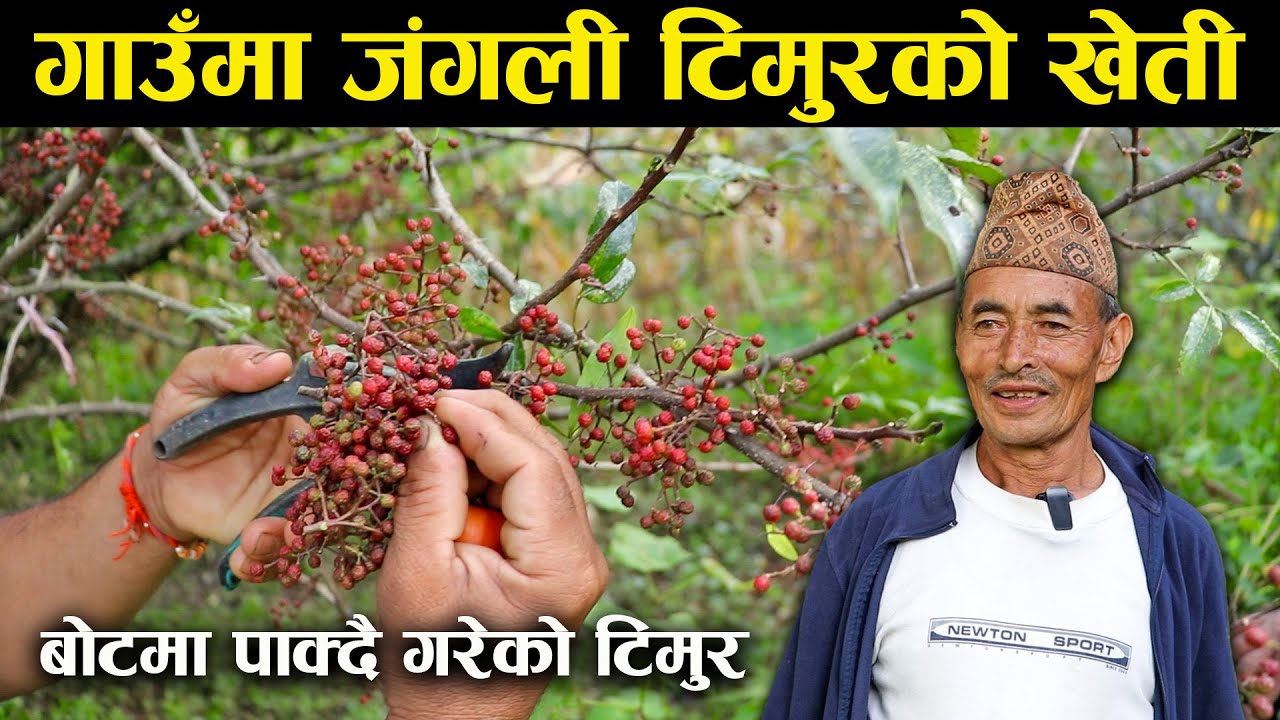 जंगली टिमुरको खेती गरेका कृषक - Farmer who cultivate wild Sichuan Pepper