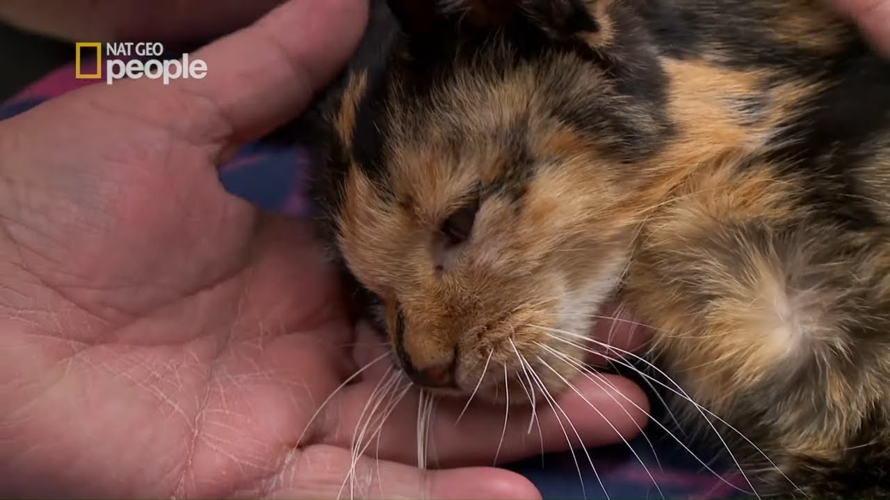 Kotka była tak zapchlona, że nabawiła się anemii! [Niezwykły dr Pol]