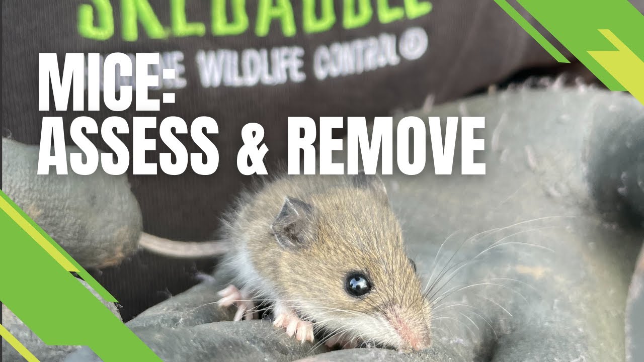 Mice - Assess & Remove - Skedaddle's Three Step Process