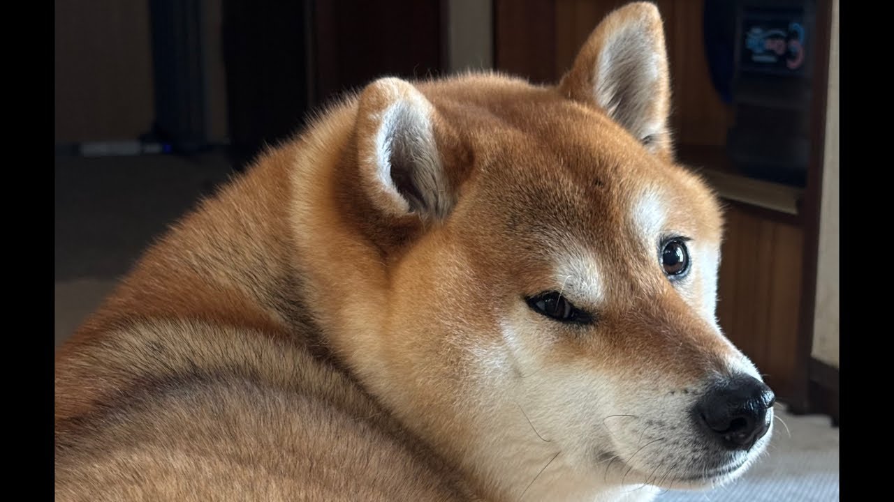 柴犬よもぎ🐕💨 平日ゆっくり午前のさんぽ