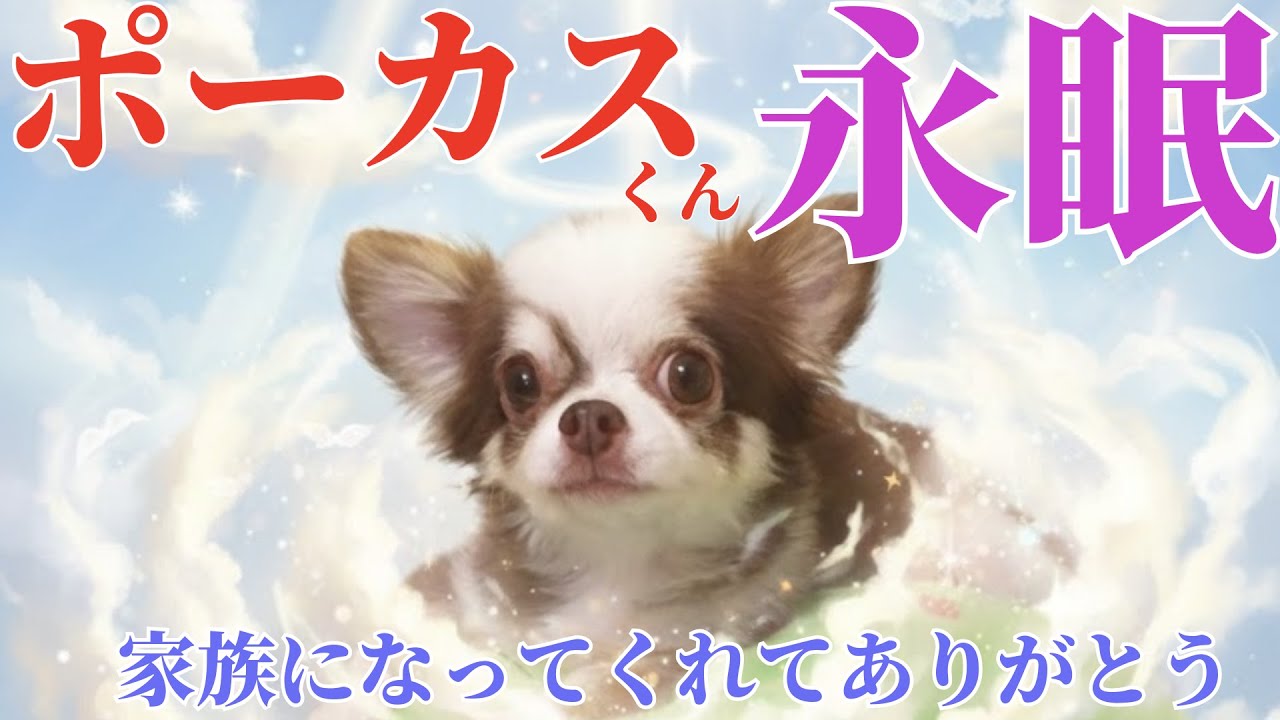 ポーカスくん永眠 追悼動画 #チワワ #犬 #犬のいる暮らし