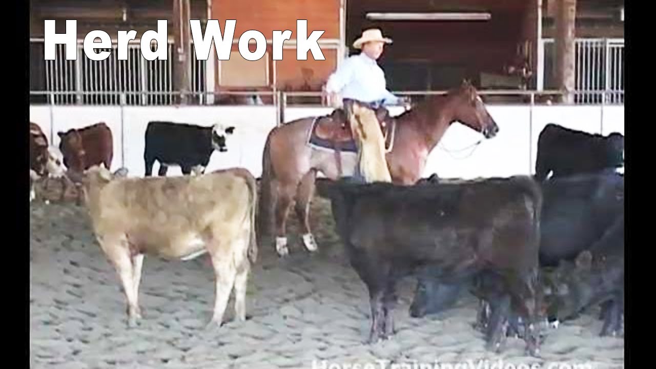 Cutting Horse Training - Herd Work