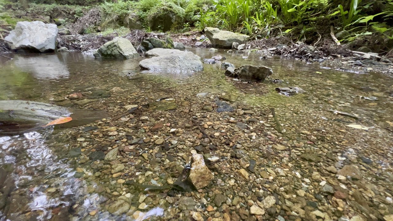 [4K HDR Dolby Vision]Breathtaking!5 Min Fixed-point Observation of a Crystal Clear Stream in Saitama