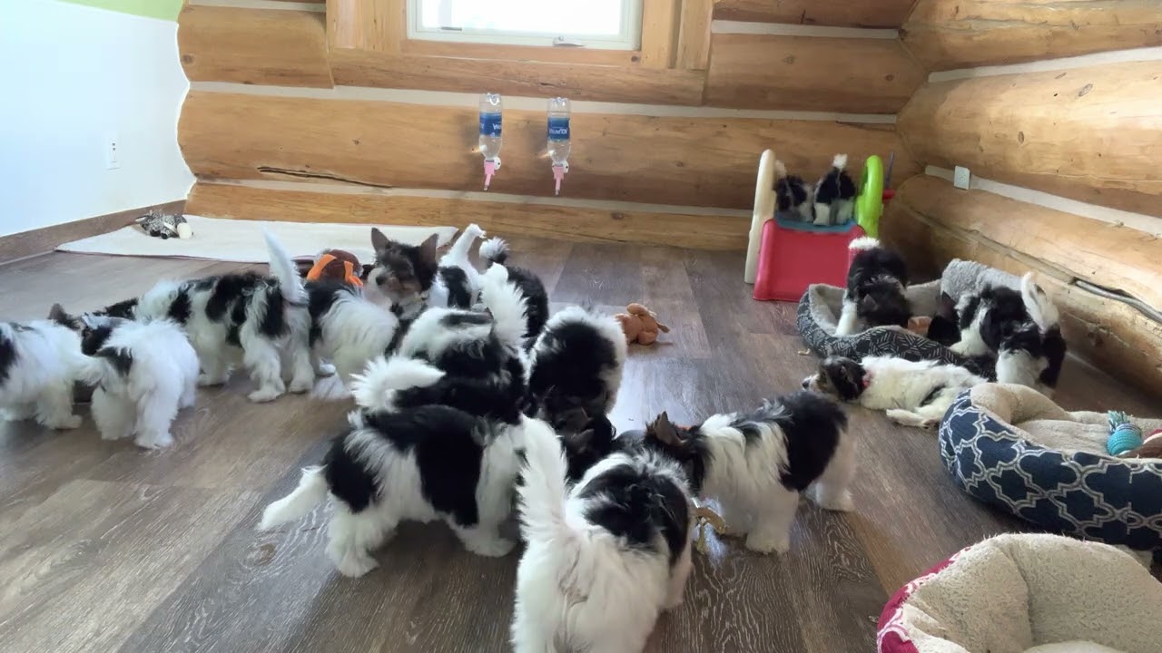 Rocky Mountain Biewer Terrier Puppies having lunch together